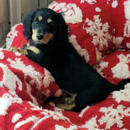 Teal Collar - Skyler - Black and tan male Dachshund puppy in Salinas, California from Maverick Kennels