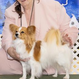 Papillon All Grown Up from DejaVu Papillons
