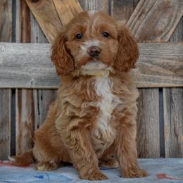 Female 1 of 3 - Apricot female Goldendoodle puppy in Macedon, New York from Toodles Goldendoodles