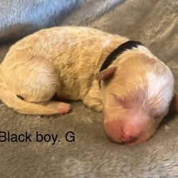 Black collar boy G - Cream male Goldendoodle puppy in Vian, Oklahoma from Dog Days Doodles