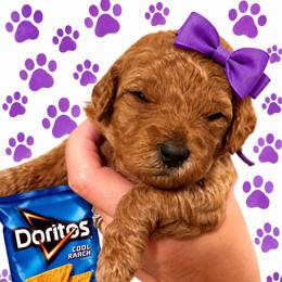 Dorito - Red  female Goldendoodle puppy in Coats, North Carolina from TH.EM Doodles