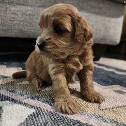 Assorted Doodle Crosses, Cavalier King Charles Spaniel, and Cavapoo Puppies from Cavapoochon Central