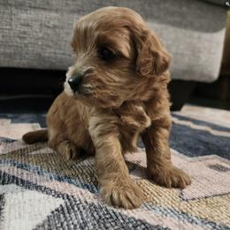 Assorted Doodle Crosses, Cavalier King Charles Spaniel, and Cavapoo Puppies from Cavapoochon Central