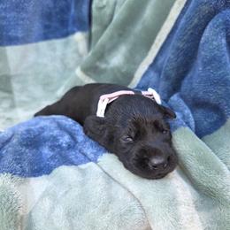 Nita - Black female Giant Schnauzer puppy in Fraziers Bottom, West Virginia from Loyal Hearts Farm / RK's Dobermans