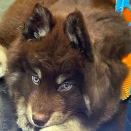 Cherokee - Brown and white male Siberian Husky puppy in East Tawas, Michigan from BurnsBerg's Woolies