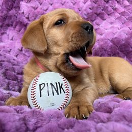 Labrador Retriever Puppies from SR Kennels