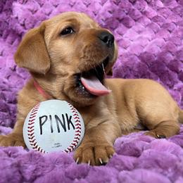 Labrador Retriever Puppies from SR Kennels