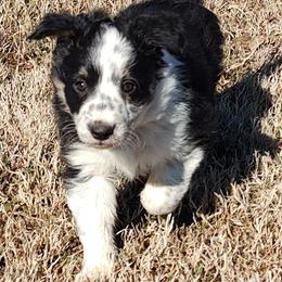 Border Collie Puppies from Bond Border Collies