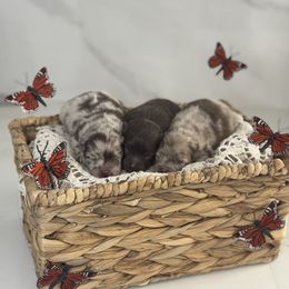 Pomeranian puppies from lunas_poms