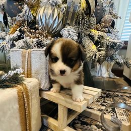 Bryant - Sable male Pembroke Welsh Corgi puppy in Cashion, Oklahoma from Shabby Chic Corgis