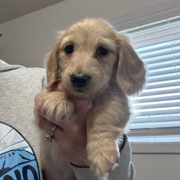 Grace for Elizabeth C. - Cream female Dachshund puppy in Grand Junction, Colorado from Agape Dachshunds