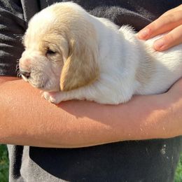 Basset Hounds from Bishel Farms Basset Hounds