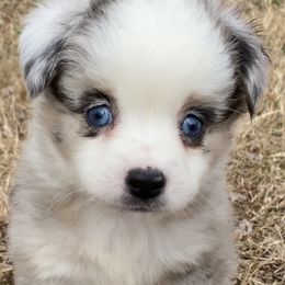 Miniature Australian Shepherd and Toy Australian Shepherd Puppies from Aussies by Mary at Temple Ranches