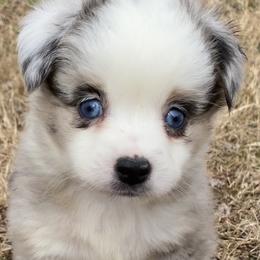 Miniature Australian Shepherd and Toy Australian Shepherd Puppies from Aussies by Mary at Temple Ranches