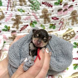 Flint - Liver male Miniature Schnauzer puppy in Huntington, Utah from Schnauzers on Robinson Lane