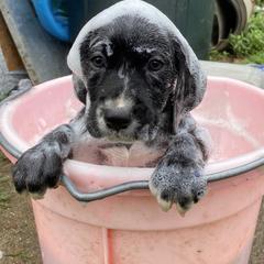 Mountain Cur Puppies from Walnut Ridge Mountain Curs