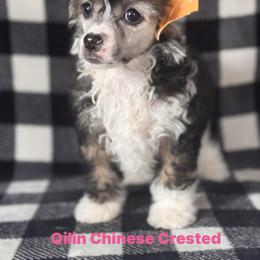 Prada - Sable female Chinese Crested puppy in Kentucky from Qilin Chinese Crested
