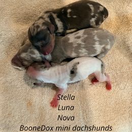 Dachshund puppies from Terry's Dachshunds (BooneDox Mini Dachshunds)