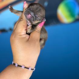 Boy 2 - Chocolate and tan male Shih Tzu puppy in Roseville, Michigan from Diamond Paws LLC
