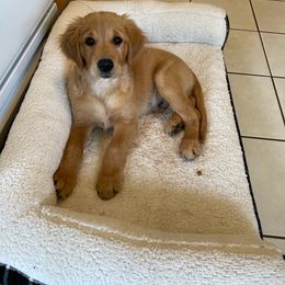Golden Retriever Puppies from Akoya Kennels