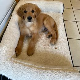 Golden Retriever Puppies from Akoya Kennels