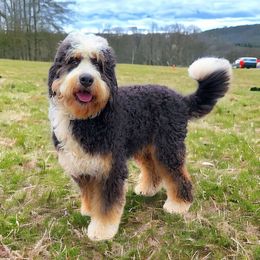 Beau - Bernedoodle