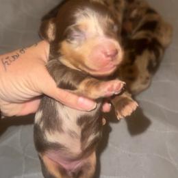 Girl3 - Dapple female Dachshund puppy in Lordsburg, New Mexico from Bootheel Doxies