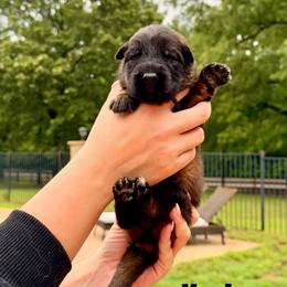 Kodak - Black and red male German Shepherd puppy in Canton, Texas from WILDWOOD GERMAN SHEPHERDS