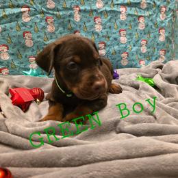 Green - Red and rust male Doberman Pinscher puppy in Knox, Indiana from Double River Dobermans