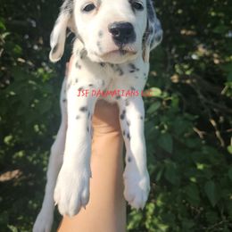 Twizzler red - White and black female Dalmatian puppy in Conrath, Wisconsin from JSF Dalmatians LLC