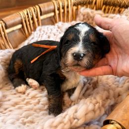 Alps - Tri-color male Bernedoodle puppy in Fort Meade, Florida from Baldwin Dood Ranch
