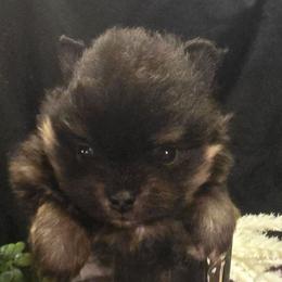 Boy 2 sm-cho - Chocolate and tan male Pomeranian puppy in Bloomingdale, New Jersey from Bella Luna Pomeranians