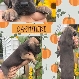 Cashmere - Fawn male Great Dane puppy in Wellsville, New York from Prophecy Danes
