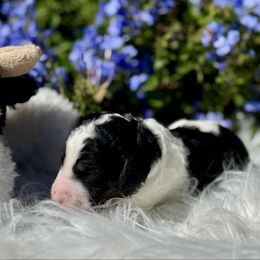 Dairy Boy - Black and white male Aussiedoodle puppy in Waelder, Texas from Aussiedoodles of Austin