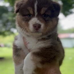 Australian Shepherd Puppies from OakHaven Acres Aussies