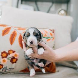 Nutmeg - Merle male Bernedoodle puppy in Murray, Utah from Sun Valley Doodles