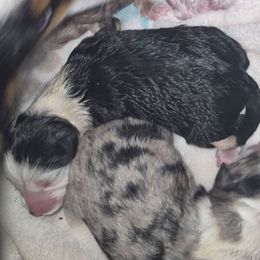 Black tri girl 4 - Black tri female Toy Australian Shepherd puppy in Madisonville, Tennessee from LaRose Farm & Kennels