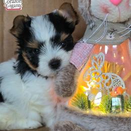 Charlie - Black tan and white male Biewer Terrier puppy in California from Corazon de gigante