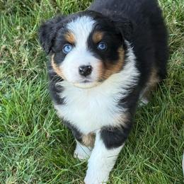 Princess - Black tri-color female Australian Shepherd puppy in Lebanon, Oregon from Mount Hope Aussies