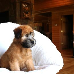 Soft Coated Wheaten Terrier Puppies from Hardin Hills Wheatens