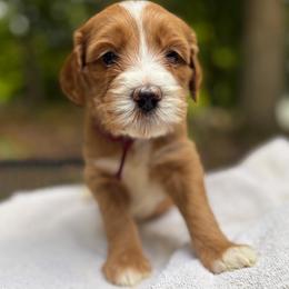 PADME - Red  female Goldendoodle puppy in Minneapolis, Minnesota from The Golden Roo