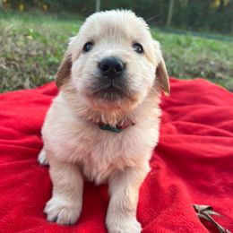 Clark Gable - Golden male Golden Retriever puppy in Meriden, Kansas from Sunkissed Retrievers