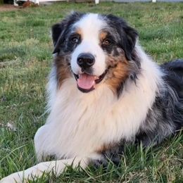 Bosco - Australian Shepherd