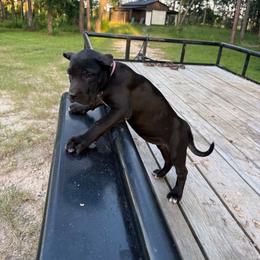 Pink collar female - Fawn female Perro de Presa Canario puppy in Houston, Texas from Space City Presas