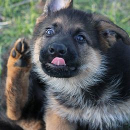 German Shepherd Puppies from Zwinger vom haus Huro