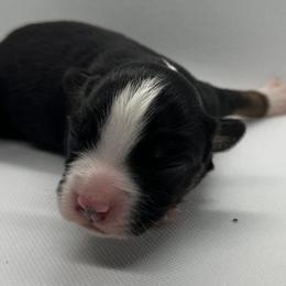 Nori - Black tri male Toy Australian Shepherd puppy in Reidsville, North Carolina from Cherry Grove Kennel