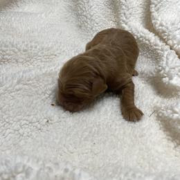 Maxey Boy 2 - Dark golden male Golden Retriever puppy in Stigler, Oklahoma from Red MAX Golden Retrievers