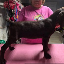 Black male - Liver male German Shorthaired Pointer puppy in Liberty, Texas from Ashwind kennels