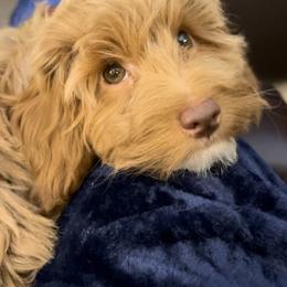 Goldendoodle All Grown Up from Scherrer Sweet Goldendoodles