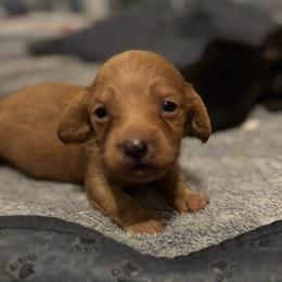 Red girl - Red female Dachshund puppy in Cattaraugus County, New York from H&C’s Dachshunds and Retrievers
